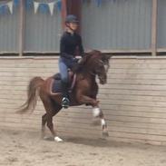 DSP Toftegaards Gizmo