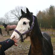 Welsh Cob (sec D) Bøgehøj's Miss Jardore