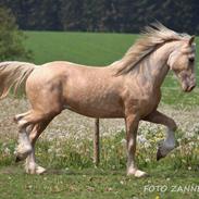 Welsh Cob (sec D) Melanders Will Turner * Avlshingst*