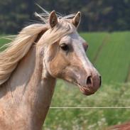 Welsh Cob (sec D) Melanders Will Turner * Avlshingst*