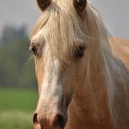 Welsh Cob (sec D) Melanders Will Turner * Avlshingst*