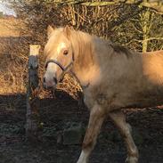 Welsh Cob (sec D) Melanders Will Turner * Avlshingst*