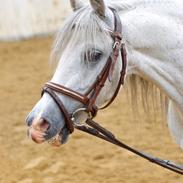 Welsh Pony (sec B) Kasper (Myandor)