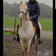 Welsh Pony (sec B) Cadlanvalley Moonlight (GBR) Aka Valli