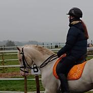 Welsh Pony (sec B) Cadlanvalley Moonlight (GBR) Aka Valli