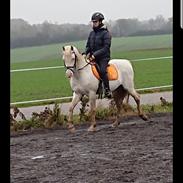 Welsh Pony (sec B) Cadlanvalley Moonlight (GBR) Aka Valli
