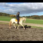 Welsh Pony (sec B) Cadlanvalley Moonlight (GBR) Aka Valli