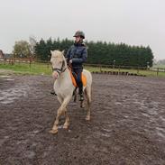 Welsh Pony (sec B) Cadlanvalley Moonlight (GBR) Aka Valli