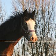 Welsh Cob (sec D) Bøgehøj's Miss Jardore
