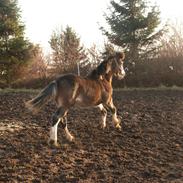 Welsh Cob (sec D) Bøgehøj's Miss Jardore