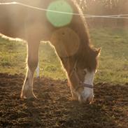 Welsh Cob (sec D) Bøgehøj's Miss Jardore