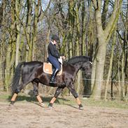 Oldenborg Bolero