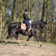 Oldenborg Bolero