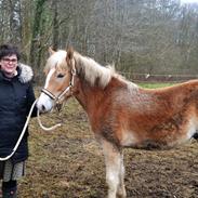 Haflinger Atlas af Åtte Bjerge