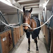 Anden særlig race Thunder Dragon XX