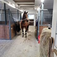 Anden særlig race Thunder Dragon XX