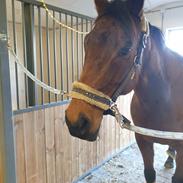 Anden særlig race Thunder Dragon XX
