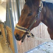 Anden særlig race Thunder Dragon XX