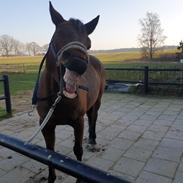 Anden særlig race Thunder Dragon XX
