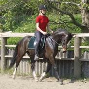 Welsh Cob (sec D) Klumpert