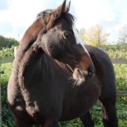 Welsh Cob (sec D) Klumpert