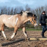 Irish Cob Crossbreed Toftgårds Amigo