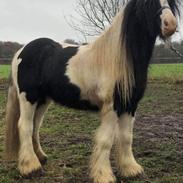 Irish Cob Bennington just Jack