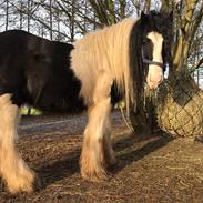 Irish Cob Bennington just Jack