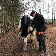 Irish Cob Bennington just Jack