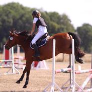 DSP Hovgårdens Zeba