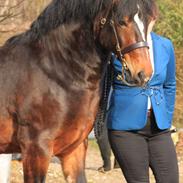 Welsh Cob (sec D) Penybrenin Delboy