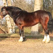 Welsh Cob (sec D) Penybrenin Delboy