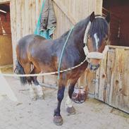 Welsh Cob (sec D) Penybrenin Delboy