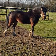 Welsh Cob (sec D) Penybrenin Delboy