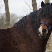 Welsh Cob (sec D) | Valhallas Mabon Mai
