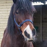 Welsh Cob (sec D) | Valhallas Mabon Mai