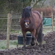 Welsh Cob (sec D) | Valhallas Mabon Mai