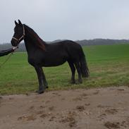 Frieser Elbrich fan Oostenburg STER