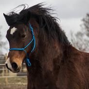 Welsh Cob (sec D) | Valhallas Mabon Mai
