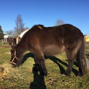 Islænder Sunna fra Hindø