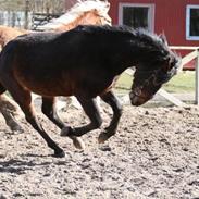 Anden særlig race Chikila<3