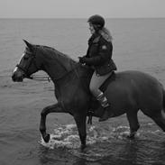 Palomino Brogaards shooting star