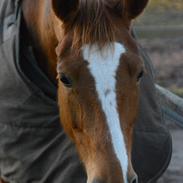 Palomino Brogaards shooting star