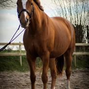 Palomino Brogaards shooting star