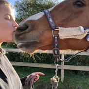 Palomino Brogaards shooting star