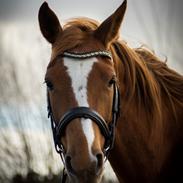 Palomino Brogaards shooting star