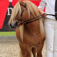 Shetlænder Rosenstandens balou