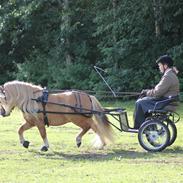 Shetlænder Rosenstandens balou