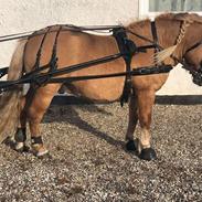 Shetlænder Rosenstandens balou