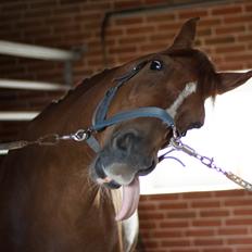 Hollandsk Varmblod A